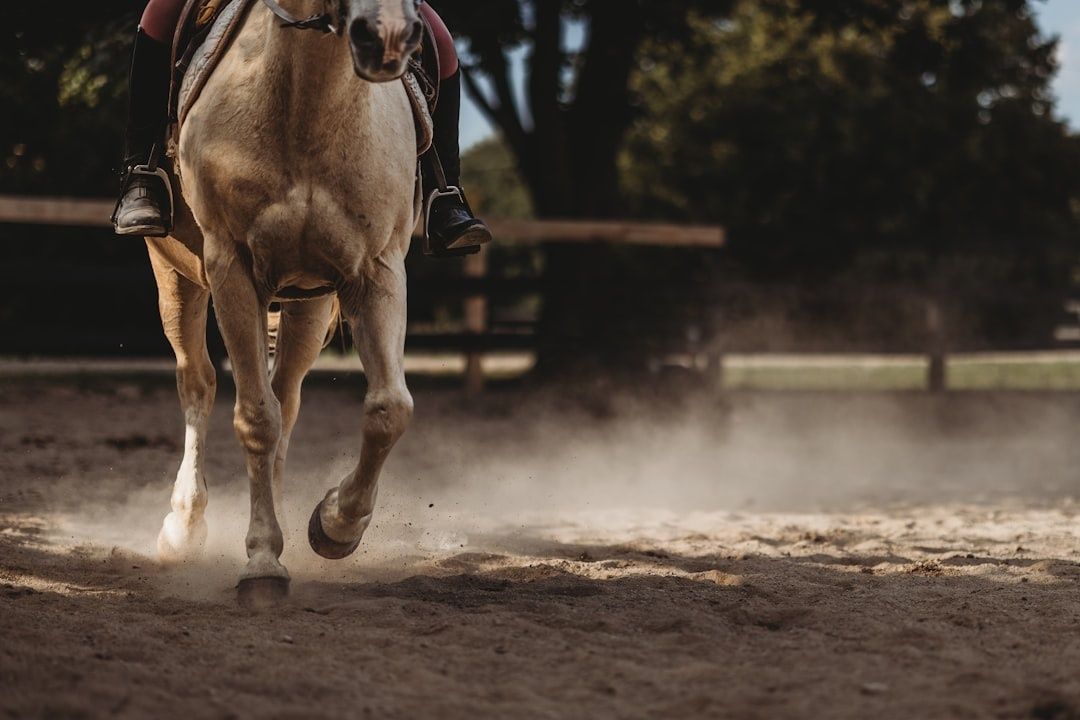 Horse and rider moving across a dusty arena footing surface