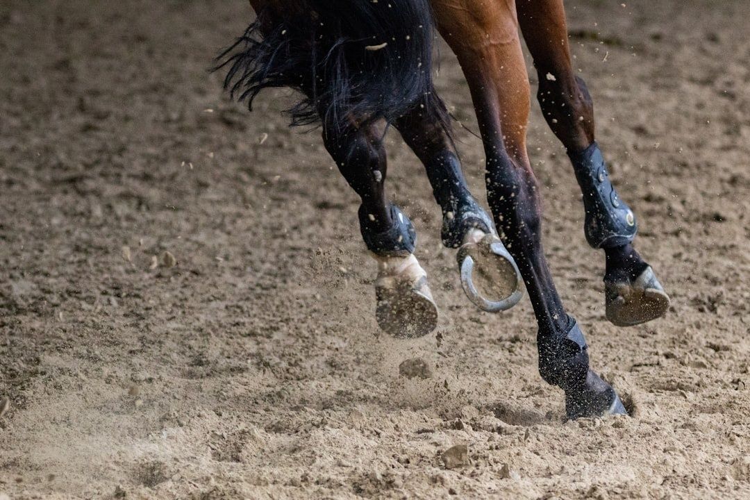 Horse hooves kicking up sand on an arena surface