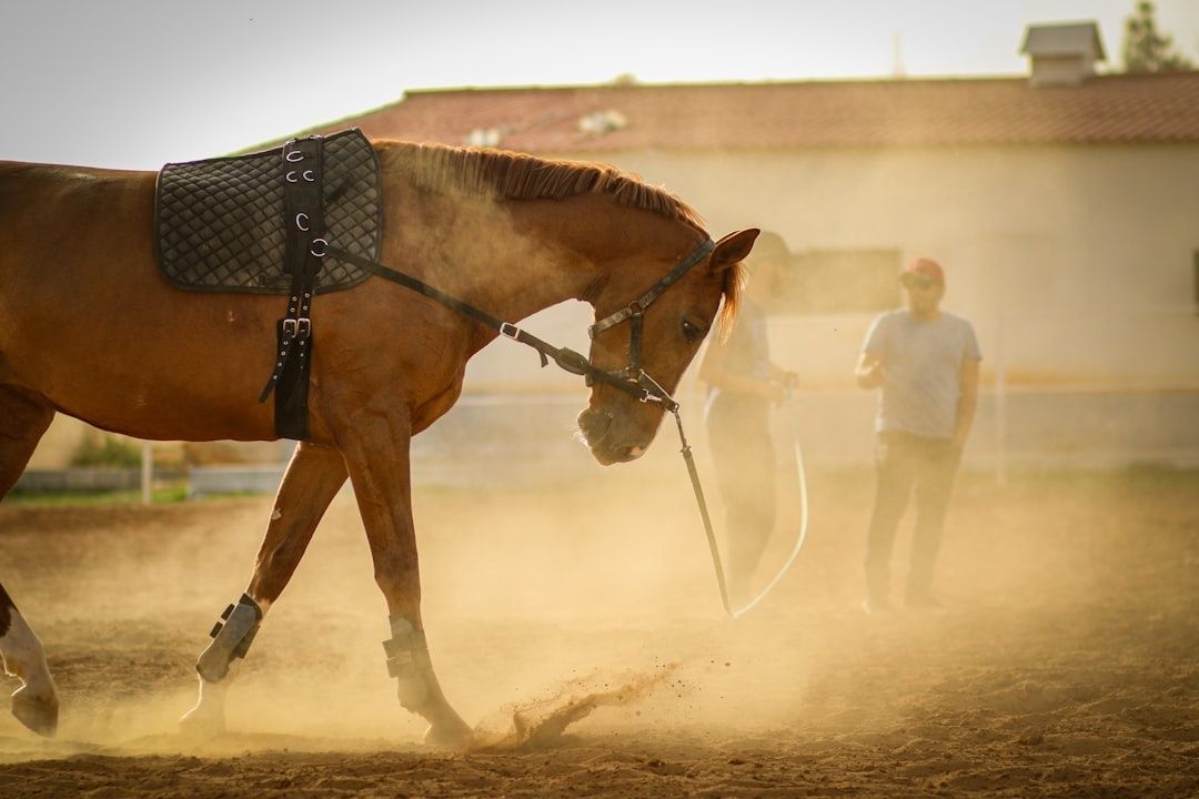 Horse moving on a lunge line in a dusty riding arena
