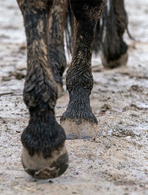 Close-up of a horse