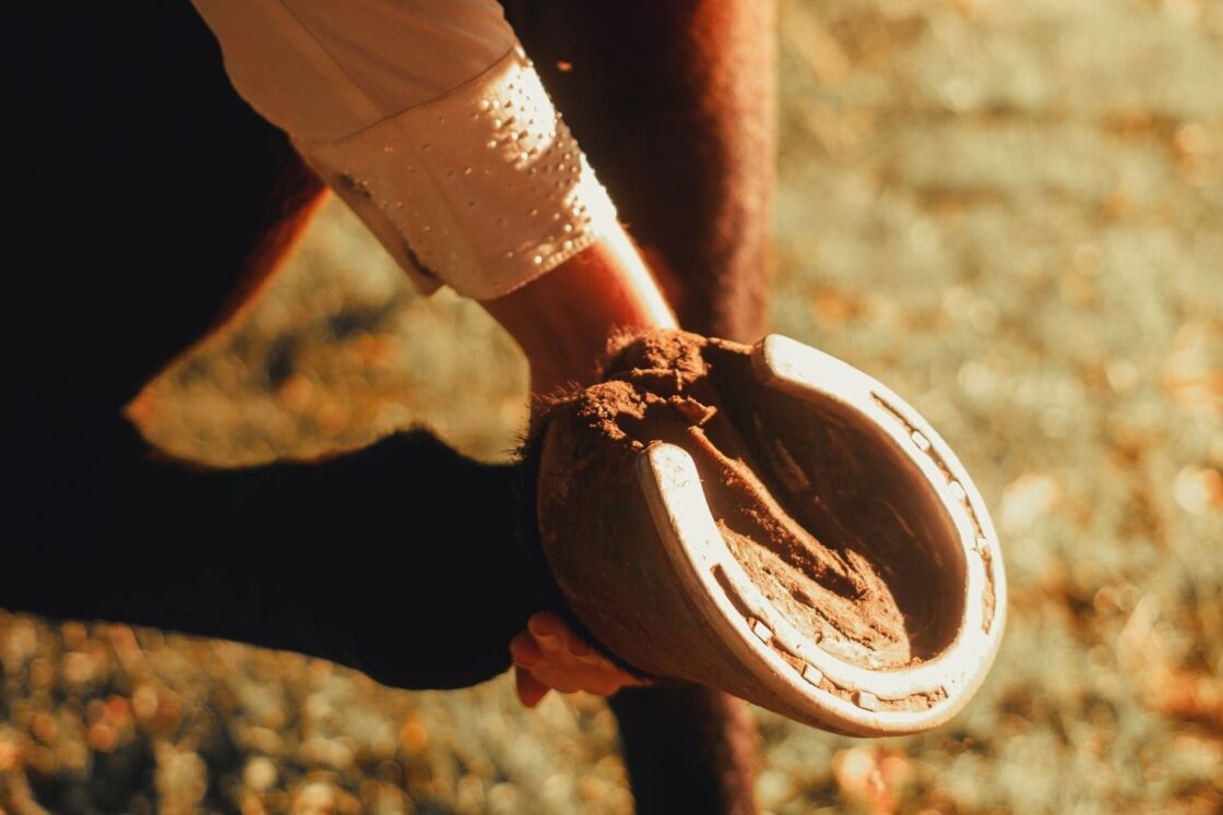 Close-up of a muddy horse hoof with a white leg wrap outdoors